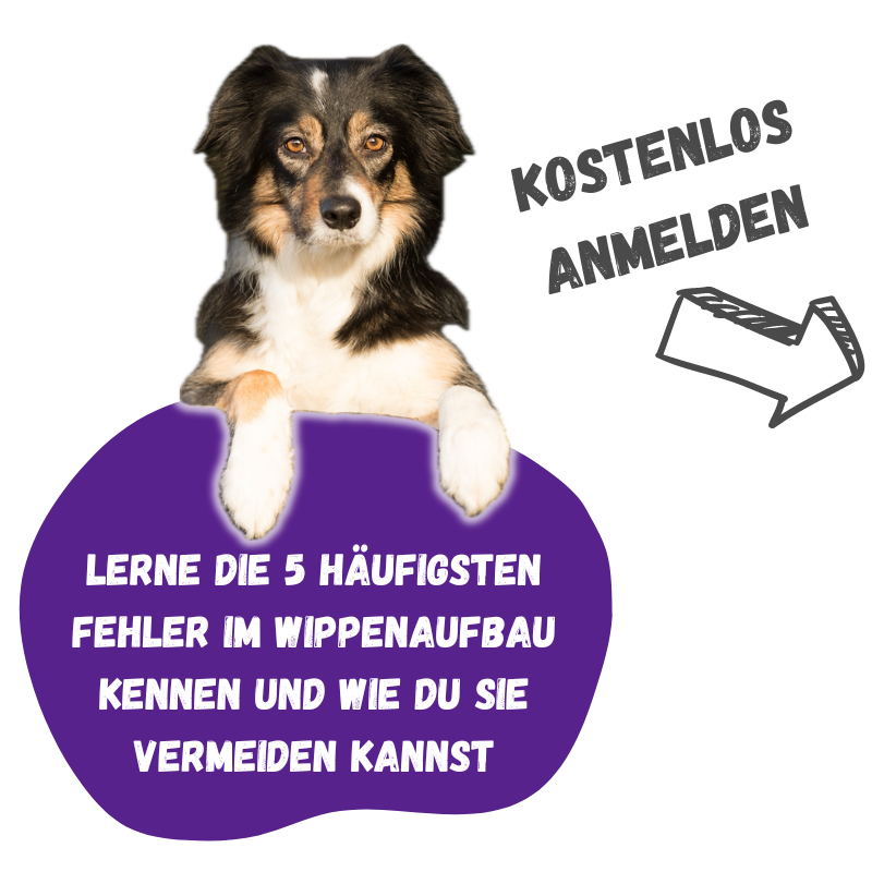 Kostenlos Anmelden Border Collie