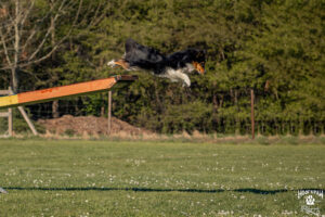 Sheltie Wippe Flug