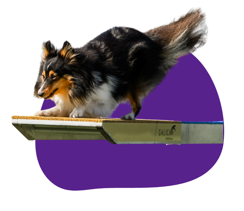 Sheltie auf Wippe