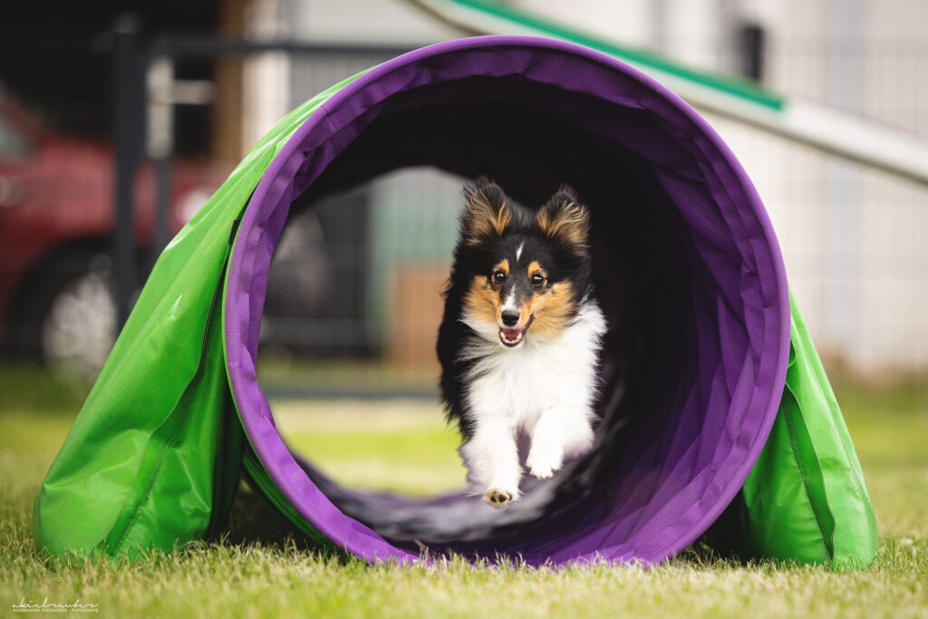 Sheltie running through agility tunnel