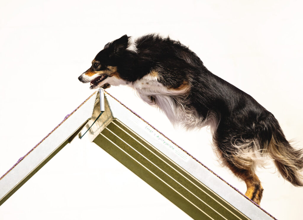 Border Collie doing agility A-frame