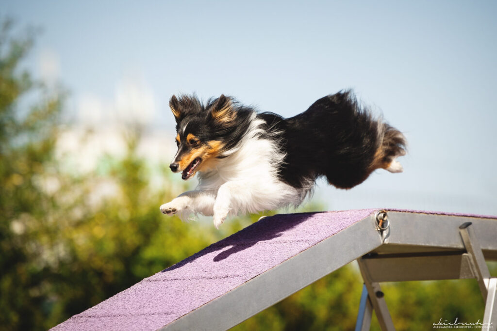 Sheltie doing running contact in Agility