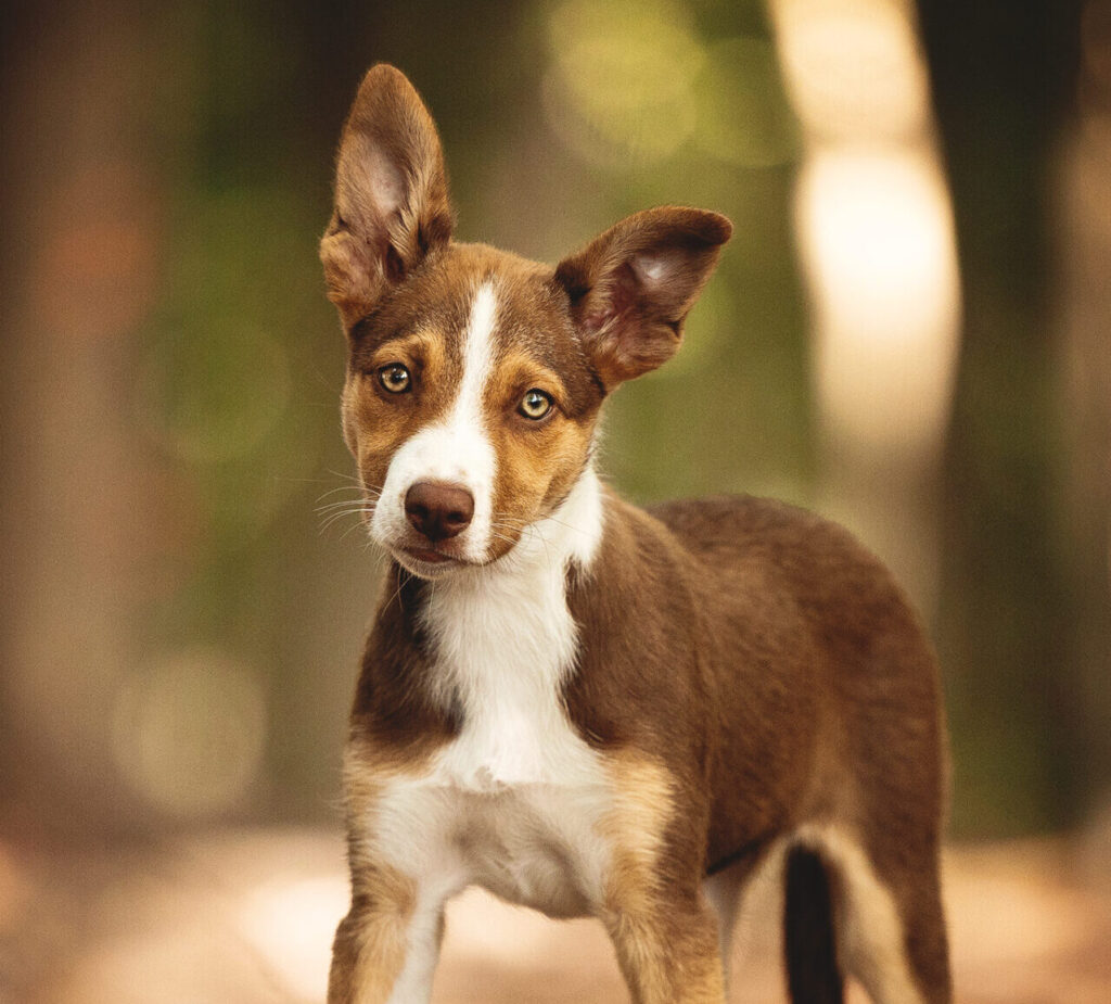 Border Collie puppy looking cute