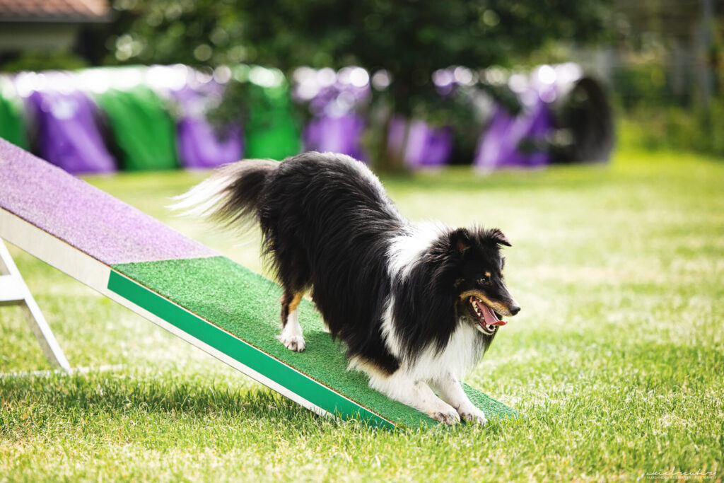 Sheltie doing agility seesaw