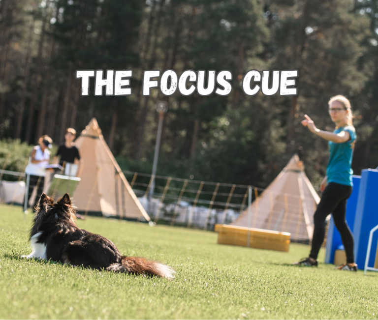 agility training skills focus cue