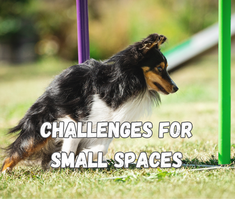 agility sheltie weaves small space skills