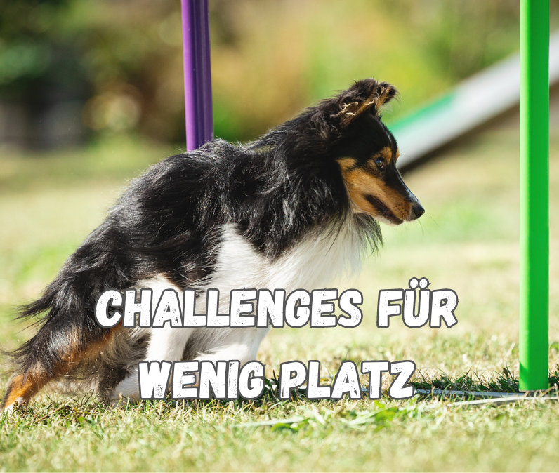 Sheltie im Slalom