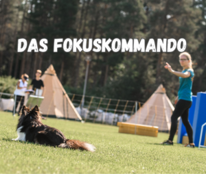 Fokuskommando am Start